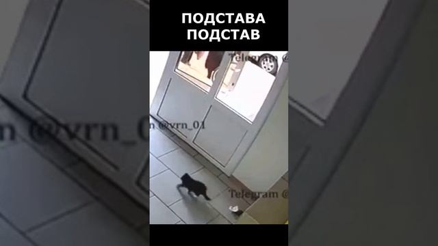 В Воронеже курьер нагадил в подъезде рядом с котенком