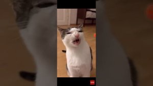 котик хрустит кормом 1 минуту