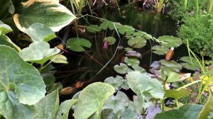 Прогулки по саду. Гравийный сад