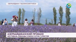 Фестиваль лаванды в Азербайджане: бескрайние поля окрасились в фиолетовый цвет