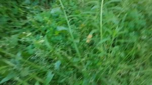 Персик Кондор (Candor) (01.07.2018)