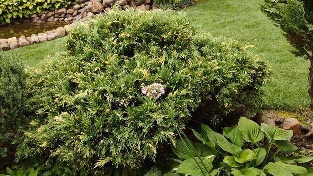 Прогулка по саду моей соседки. У творческого человека всегда есть что посмотреть и чему поучиться. смотреть онлайн