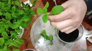 Черенкование петунии из сохраненного маточника.