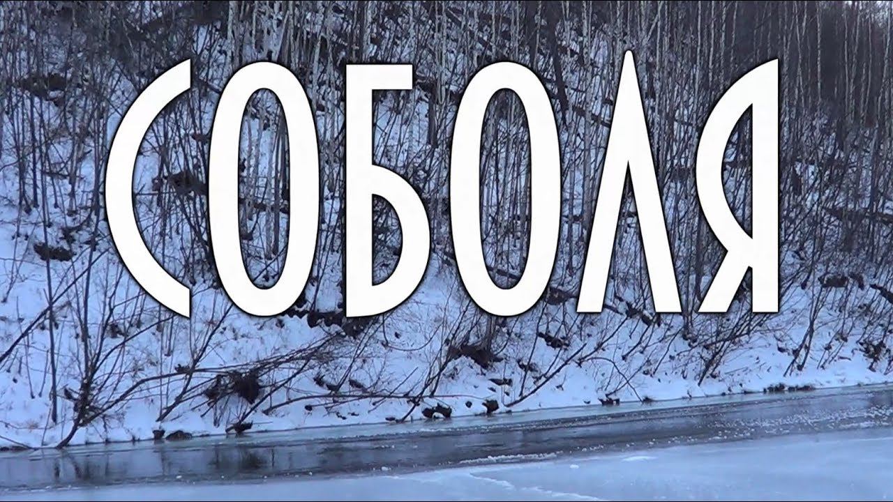 Встреча в тайге. Таежный охотник Промысел. Соболя.