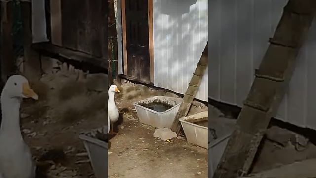 Гуси ...С тихого часа на обед. смотреть онлайн