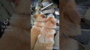 Мы жили дом на горе