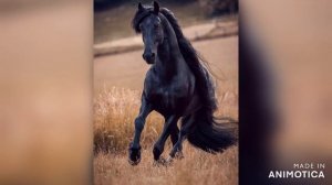 Аркадий Цыбульский "Канакрато "