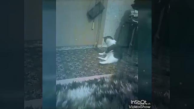 Кот играет со скакалкой смотреть онлайн