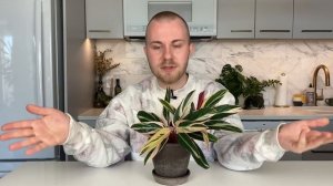 How To Care For Stromanthe sanguinea "Triostar" | Plant Of The Week Ep. 31