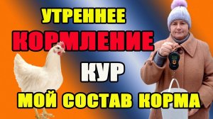 Утреннее кормление кур. Мой рацион питания для кур.