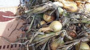 Ботва у лука высохла, что делать?