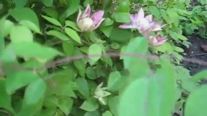 Клематис Кайзер, Kaiser