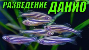 Разведение данио идёт полным ходом!!!