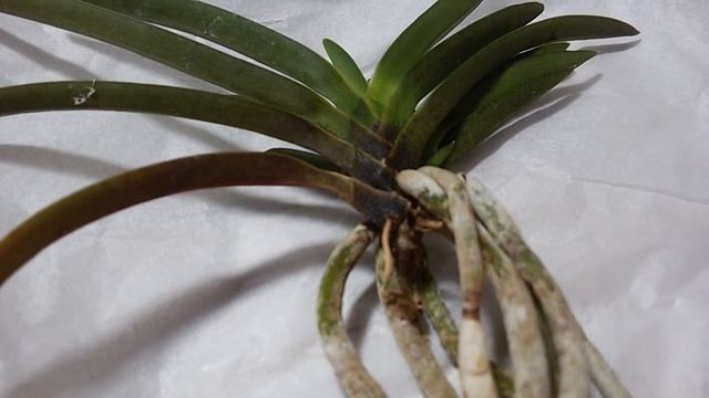 НОВЫЕ орхидеи ИЗ Кореи.Мегапосылка!!! смотреть онлайн