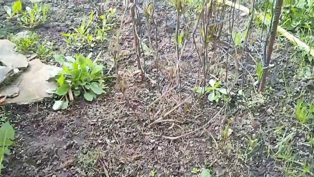 Три группы обрезки клематисов весной, чем отличаются кусты! смотреть онлайн