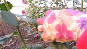 ОСЕННЯЯ ОБРЕЗКА РОЗ. ЗАЧЕМ? КОГДА? КАК? Показываю как я обрезаю свои розы.