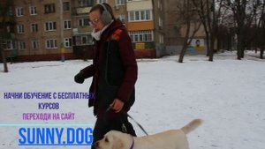 Как научить команде фу? Фу - правила обучения вашей собаки