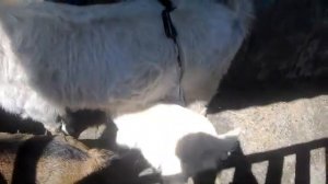 Выгул для коз. Своими руками. Загон для коз.дела по хозяйству.village life vlog