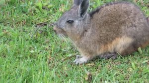 Northern Viscacha having dinner in Machupicchu (Lagidium peruanum)