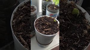 Гледичия трёхколючковая/Gleditsia three-prickly