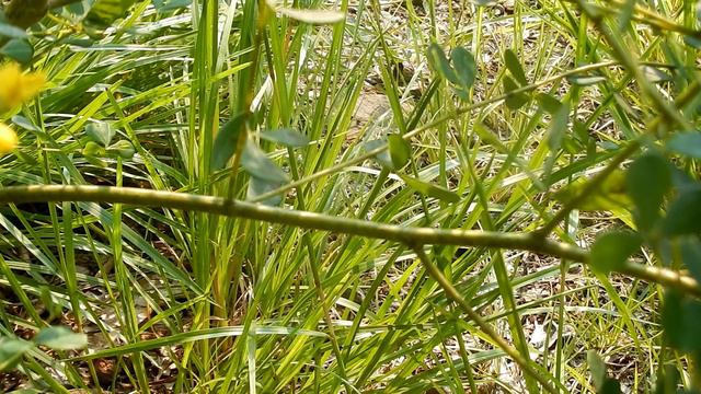 Wild Indigo ~ Baptisia tinctoria ~ Wildflowers 101 ~ Episode 13 смотреть онлайн