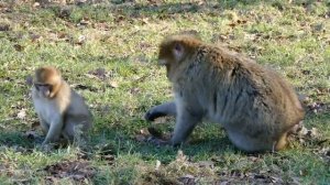 Интересные факты об обезьянах