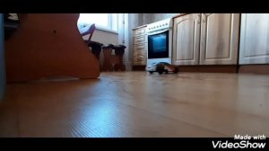 Машинки на пульте управления