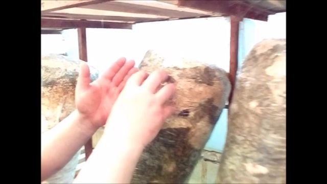 Какую пленку выбрать для грибных блоков? (ч. 2) смотреть онлайн