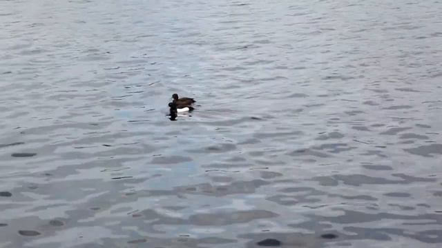 Сестрорецкий заказник смотреть онлайн