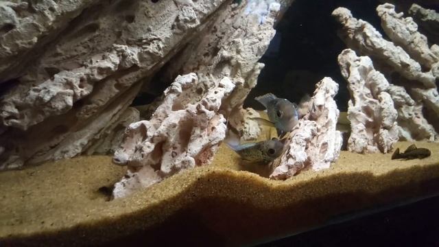 Нерест наннакар на керамические камни собственного изготовления. смотреть онлайн