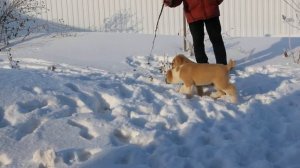 Байса и Бояра из Сердца Алтая, 7.01.2017г.(2 мес.1 нед.)видео1ПРОДАЖА 8-906-965-90-02