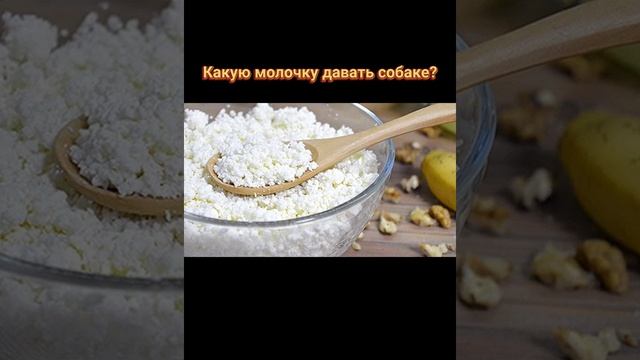 ??? Какие молочные продукты можно давать собаке? Кальцинированный творог