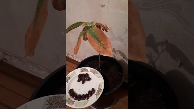 Личи. Как прорастить.