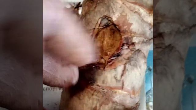 # 041 ЮККА, уход и пересадка в домашних условиях смотреть онлайн