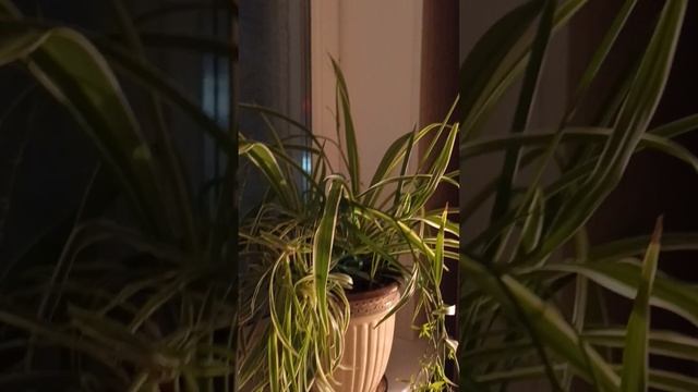 #А пeдилантус опять вымахал, зебрина красавица,а "грек "цветет .. смотреть онлайн