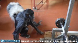 ГДЕ КУПИТЬ ОБЕЗЬЯНКУ? Вот почему ЭТО ВАМ не НАДО! Пронырливая ШИМПАНЗЕ изменит Вашу жизнь НАВСЕГДА!