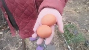 Яйцо марана белого и Колумбийского