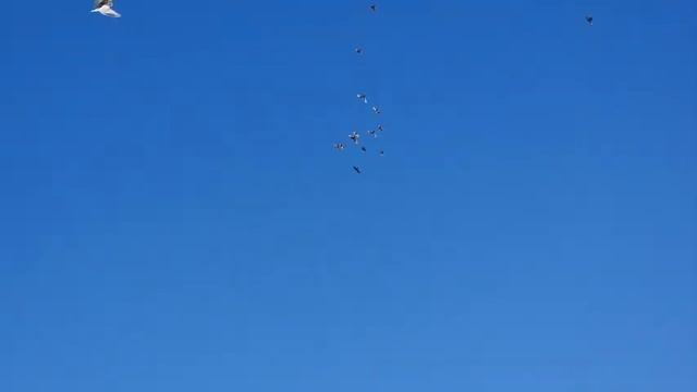 Есть потери нужна крестовина голубям смотреть онлайн