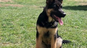 НЕМЕЦКАЯ ОВЧАРКА АРЧИ С 1 МЕСЯЦА ДО 1 ГОДА | GERMAN SHEPHERD ARCHIE FROM 1 MONTH TO 1 YEAR