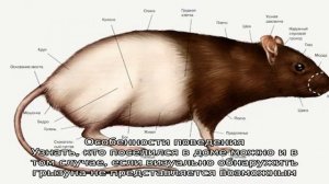Кто завелся в доме: мышь или крыса?