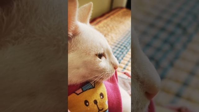 Cute Paw Pawsitive Life!!! Life is better with my PAWS! смотреть онлайн