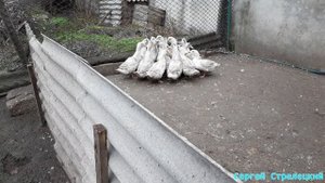 ССС Выращивание уток! Муларды, нюансы при планировании забоя!