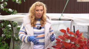 Как посадить переросшую рассаду томатов?