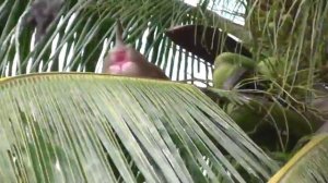 Как макаки собирают кокосы в Таиланде