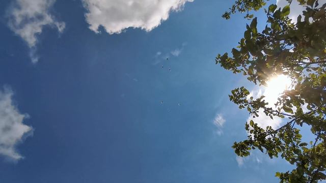 #БОЙНЫЕ ГОЛУБИ. Дневная тренировка молодых бакинских бойных голубей 27.05.2020г. смотреть онлайн