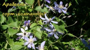 Клематисы. Arabella