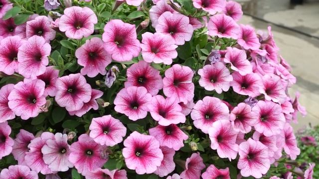Plantpol Petunia Veranda смотреть онлайн
