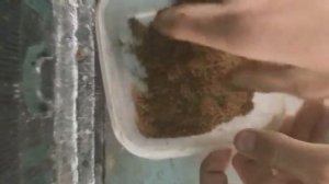 Обучающее видео: прирост личинки осетра