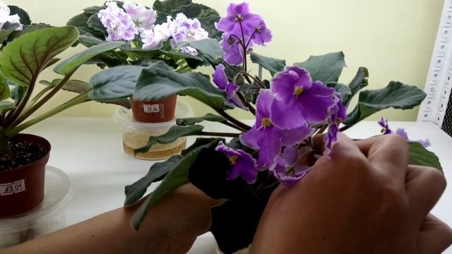 У фиалки оголился стволик, что делать??? смотреть онлайн