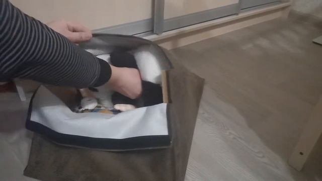 Пандус лестница для собак Антицарапки 1